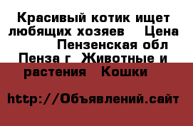 Красивый котик ищет любящих хозяев. › Цена ­ 5 000 - Пензенская обл., Пенза г. Животные и растения » Кошки   